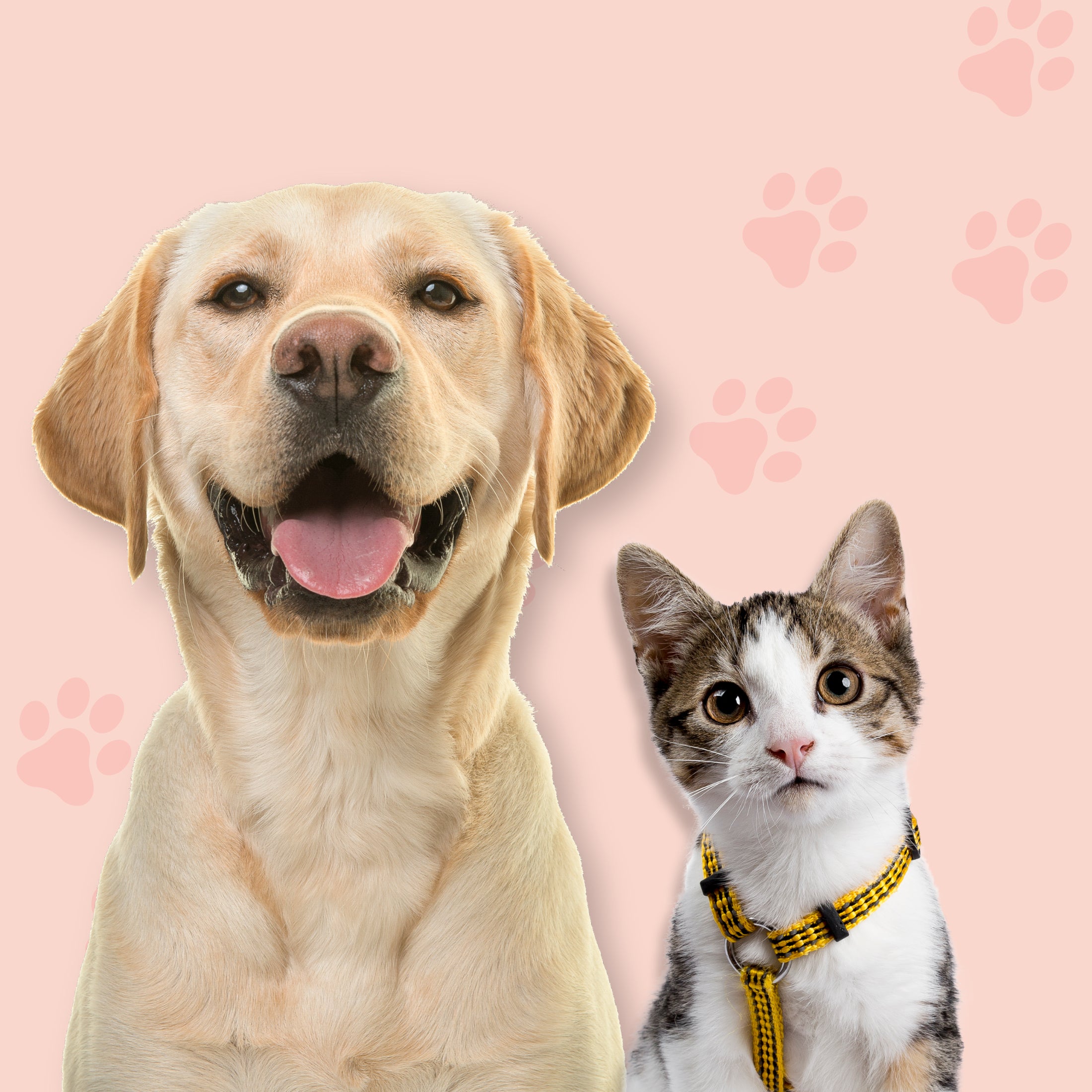 Hund und Katze nebeneinander; zur Übersicht unserer Geruchsentferner für Haustierbesitzer