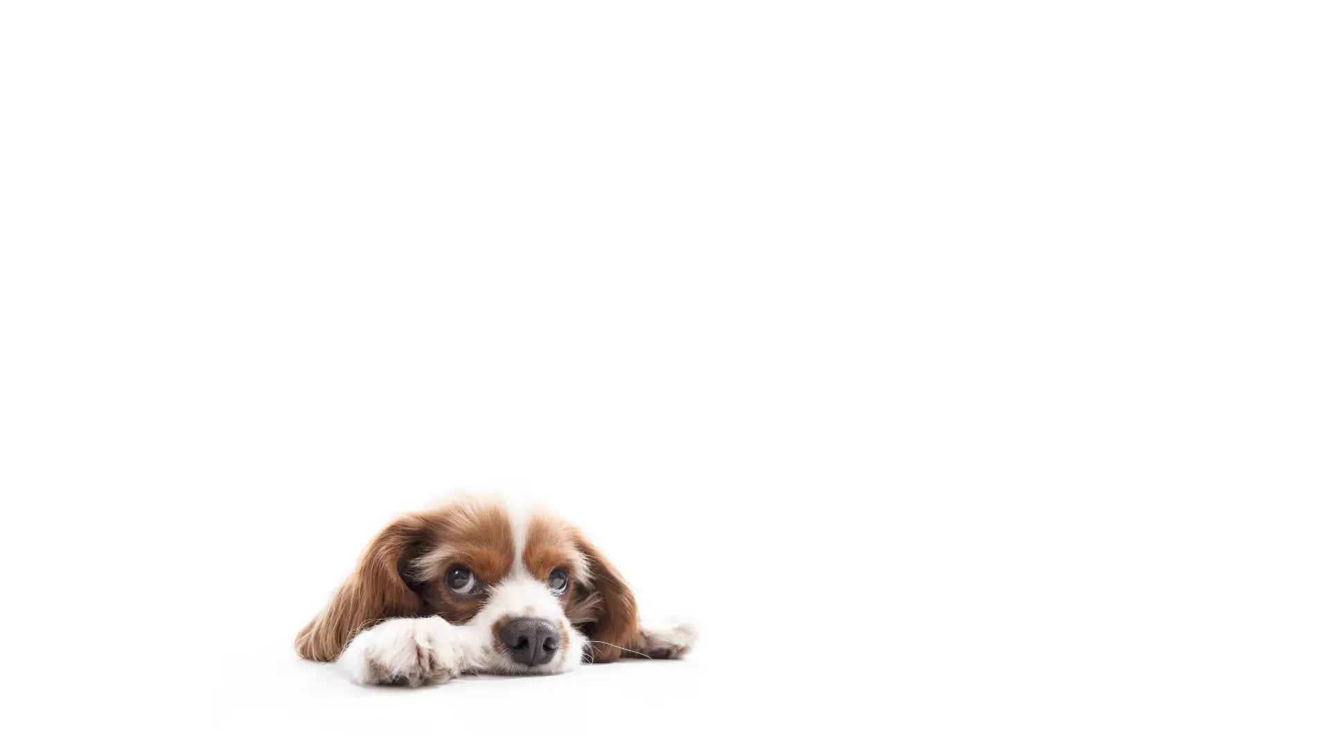 Ein niedlicher Cavalier King Charles Spaniel Welpe mit braun-weißem Fell liegt auf dem Boden und blickt mit großen Augen nach oben vor weißem Hintergrund