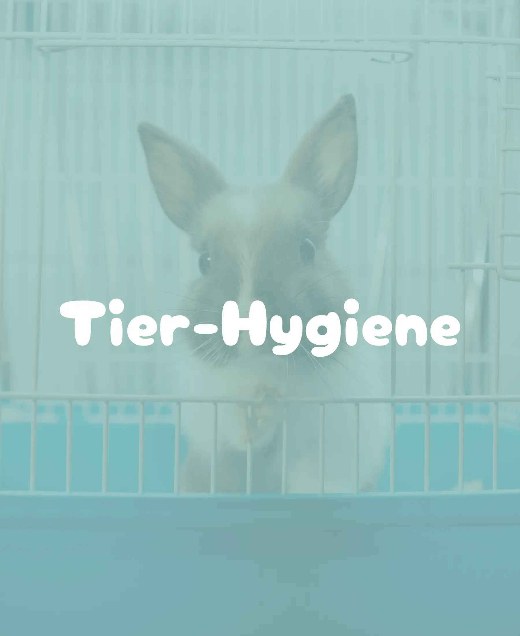 Ein Kaninchen in einem Gehege zur Darstellung von Tierhygiene.