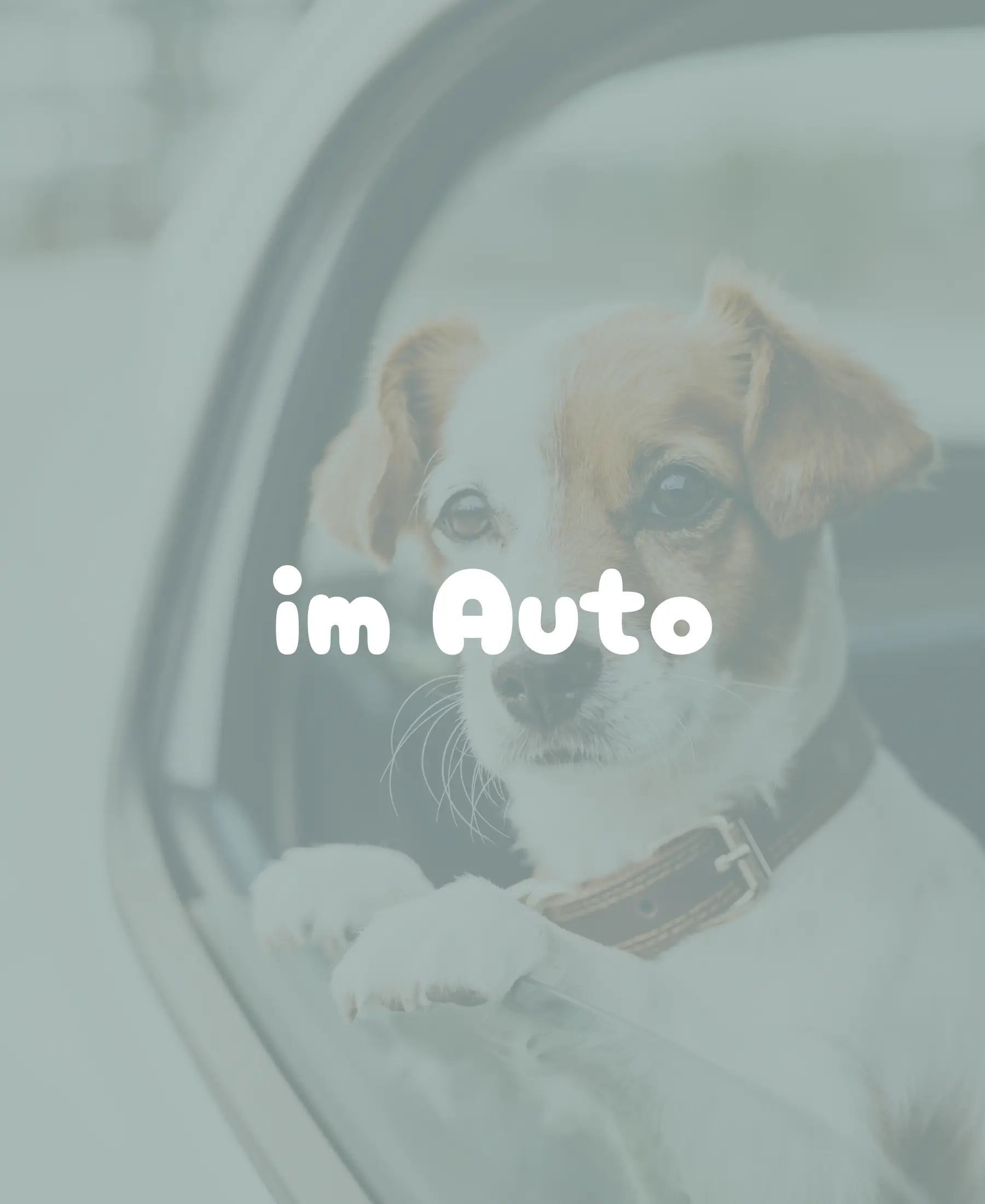 Hund schaut aus einem Autofenster, um Anwendung von Geruchsentferner im Auto zu zeigen.