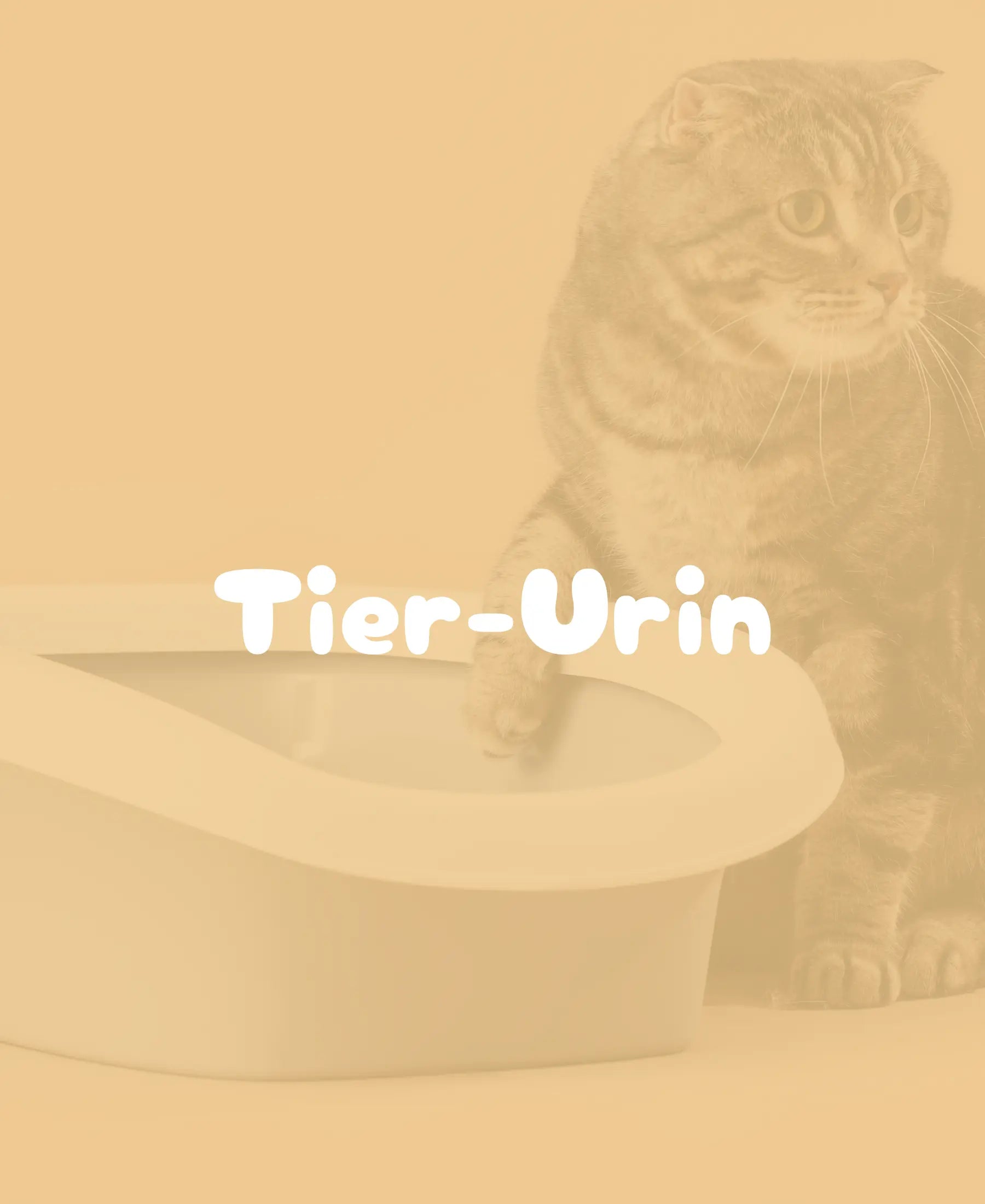 Katze neben einem Katzenklo zur Illustration von Tier-Urin-Geruchsbeseitigung.